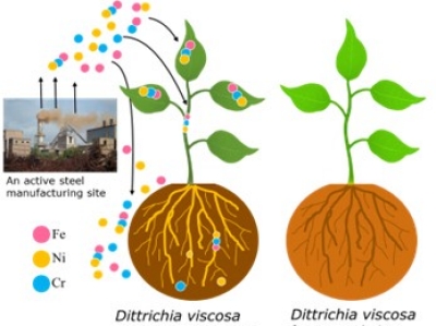 Assessing the Internalization Pathways of Cr-Fe-Ni Nanoparticles in Native Dittrichia viscosa Naturally Exposed to Industrial Atmospheric Fallout