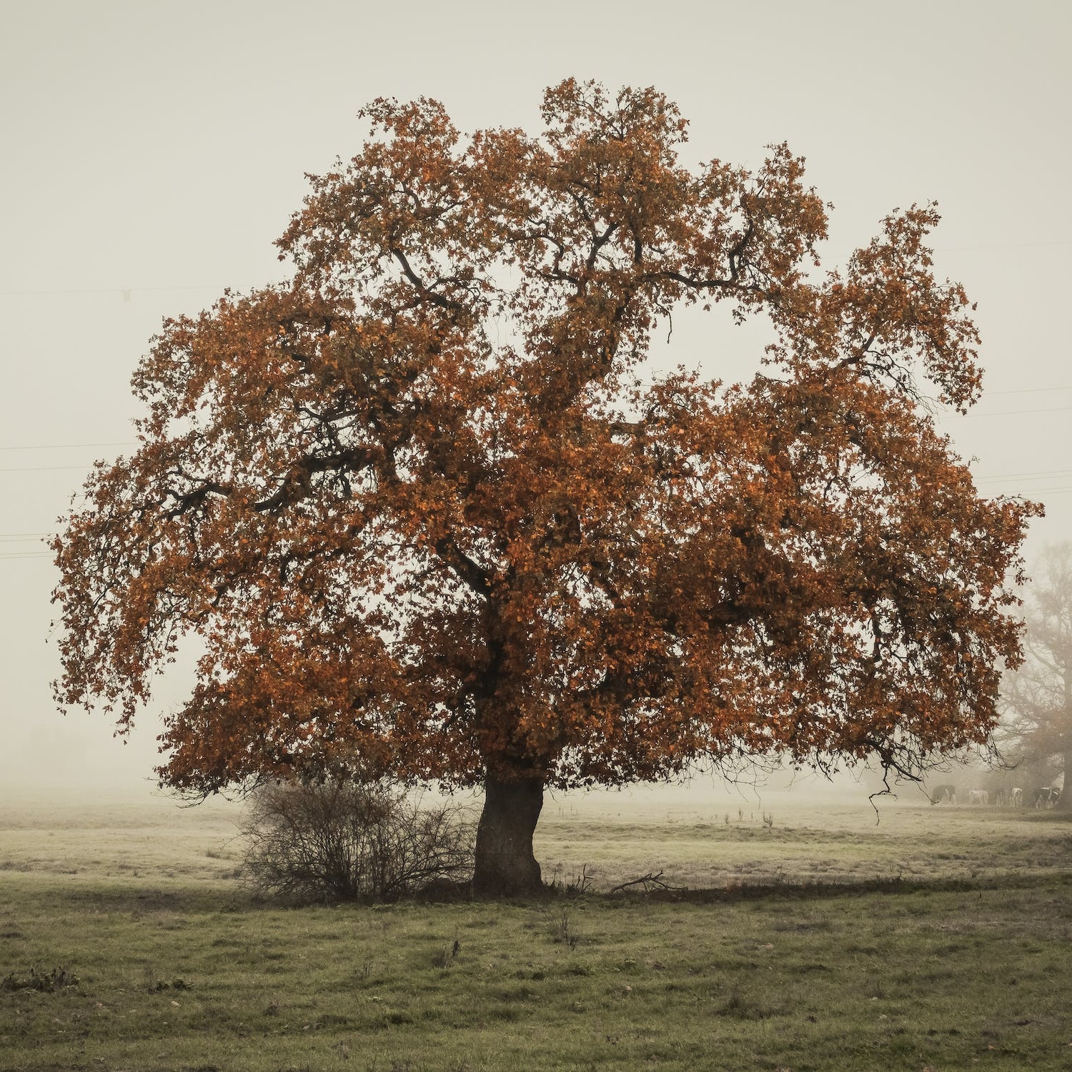 oak tree.jpeg