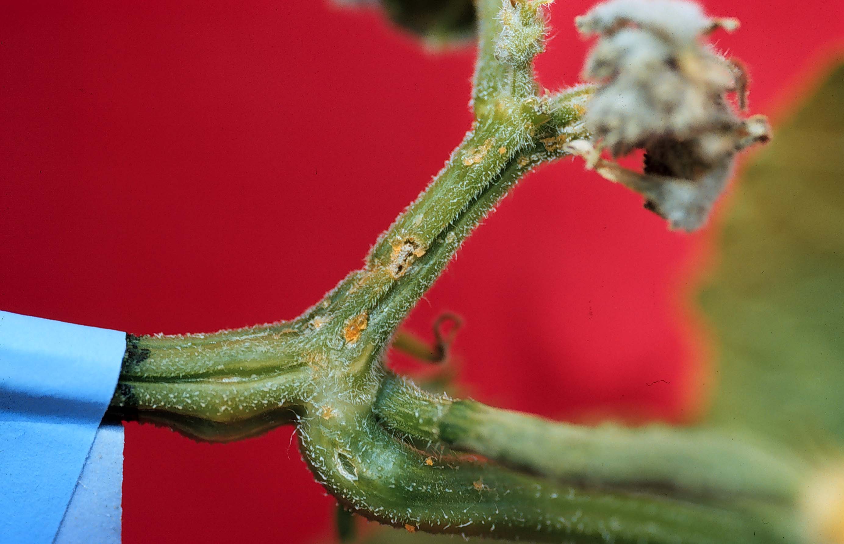 Cucumber Node Damage