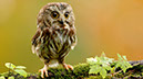 %_tempFileNamecute%20baby%20owl%