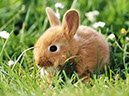 %_tempFileNameeaster_cuteness_bunny%