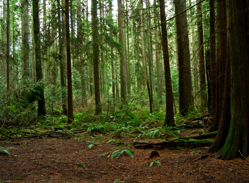 Pacific Spirit Regional Park