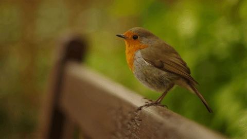 A bird sitting on the edge of a park bench looking around