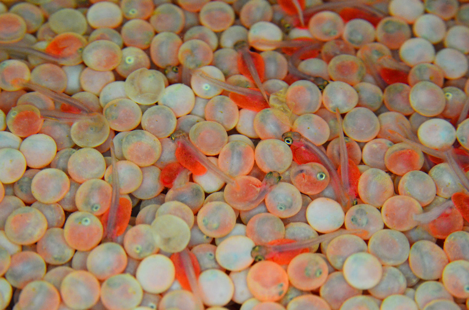 Coho salmon eggs at fish hatchery, Coho salmon eggs at fish…