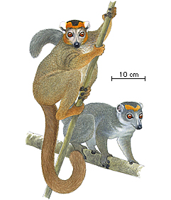 CROWNED LEMUR