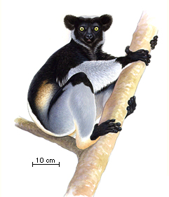 INDRI