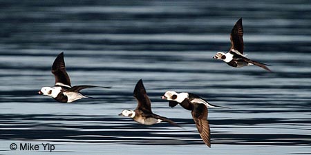 flying long-tailed ducks