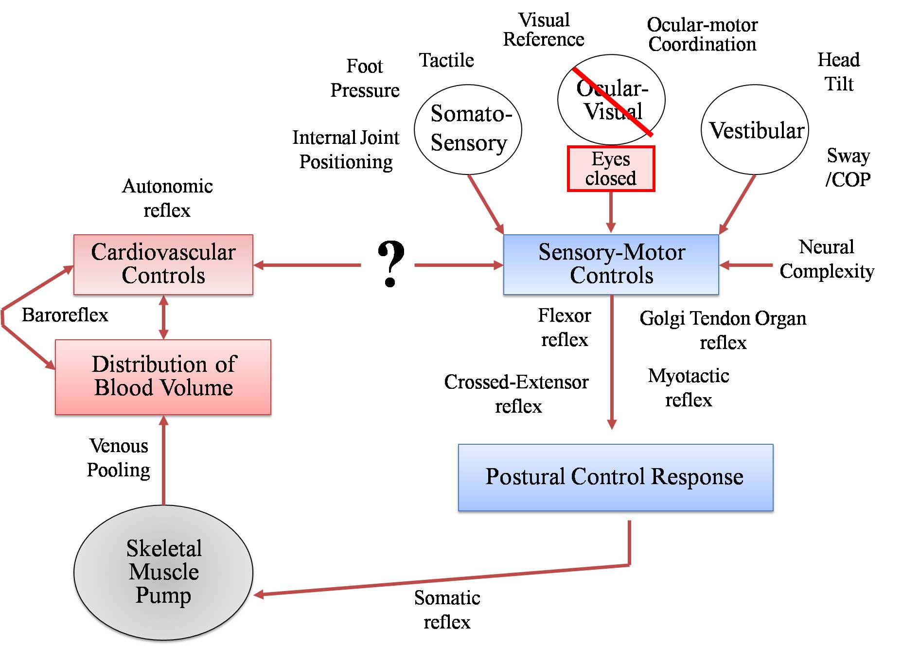 https://www.sfu.ca/aerospacelab/research-areas/cardio-postural-control.html