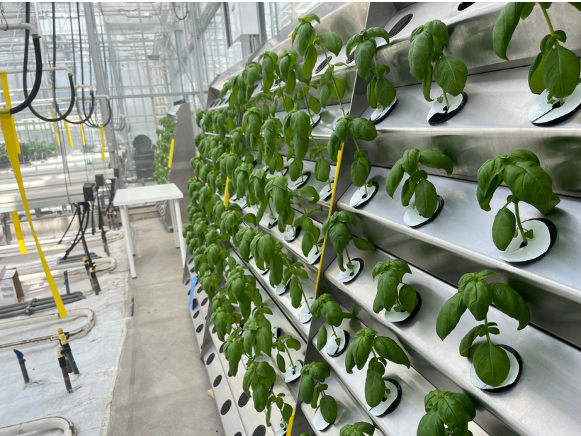 AeroWalls Elevating Basil Cultivation Success B.C. Centre for