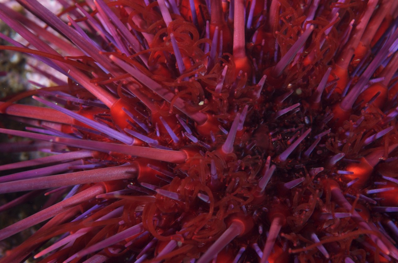 Sunflower sea stars could heal ocean deserts