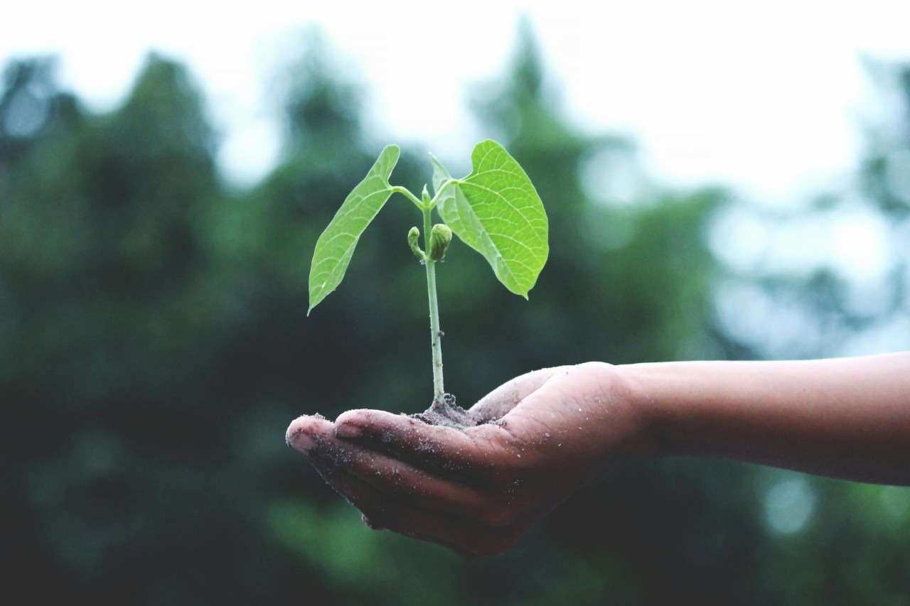 Farmer holding a plant