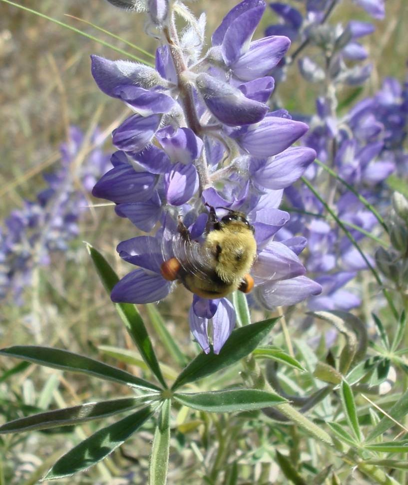 What's the Buzz? - Faculty of Science - Simon Fraser University