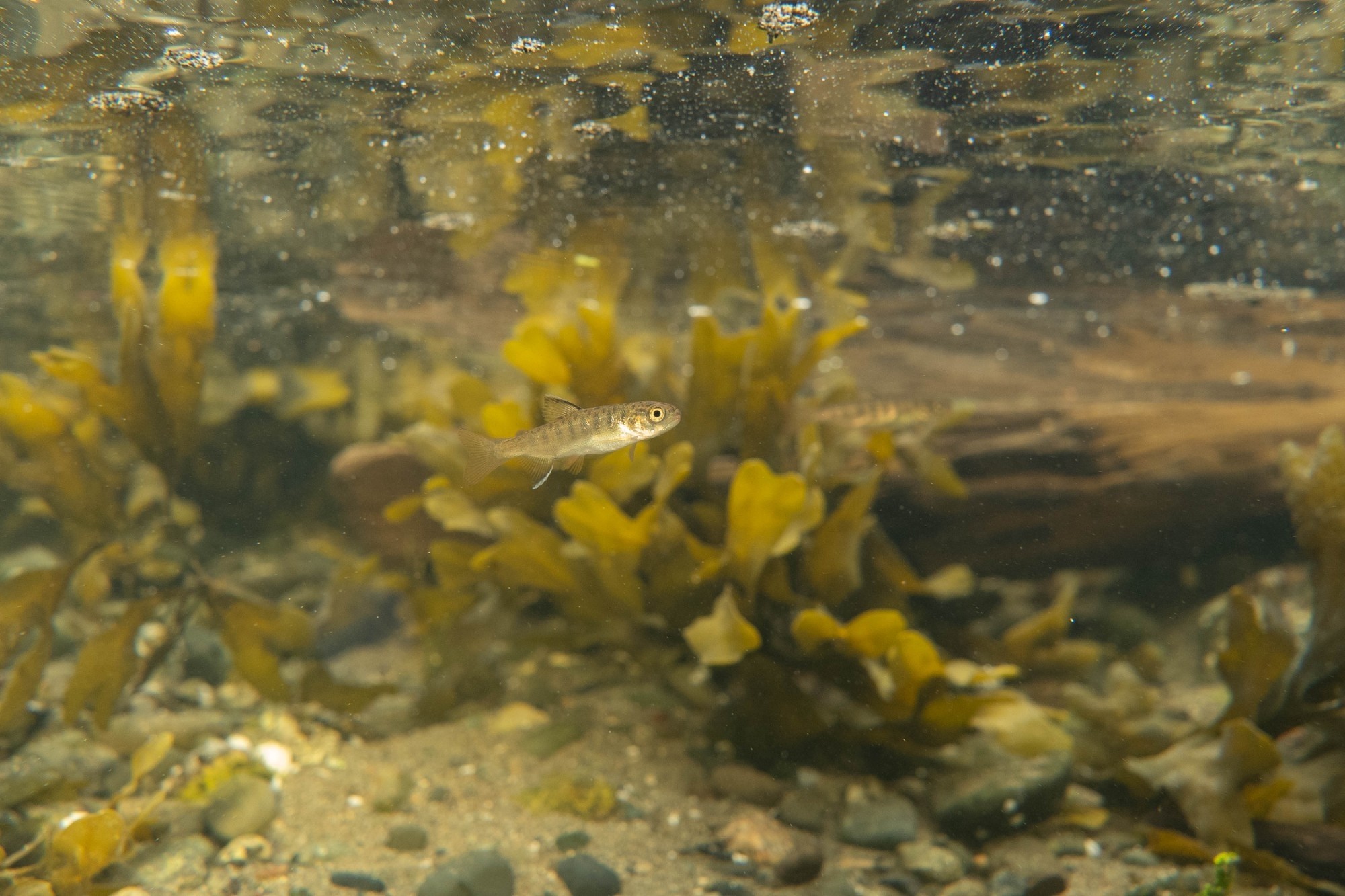 Juvenile salmon migration timing responds unpredictably to climate change -  Faculty of Science - Simon Fraser University