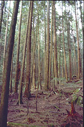 Forest stand in coastal British Columbia