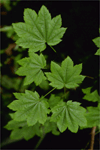 Vine maple