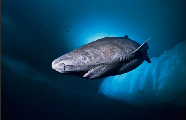 Greenland Shark photo by Nick Caloyianis