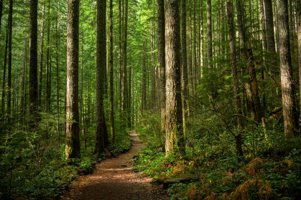 picture of a forest full of trees