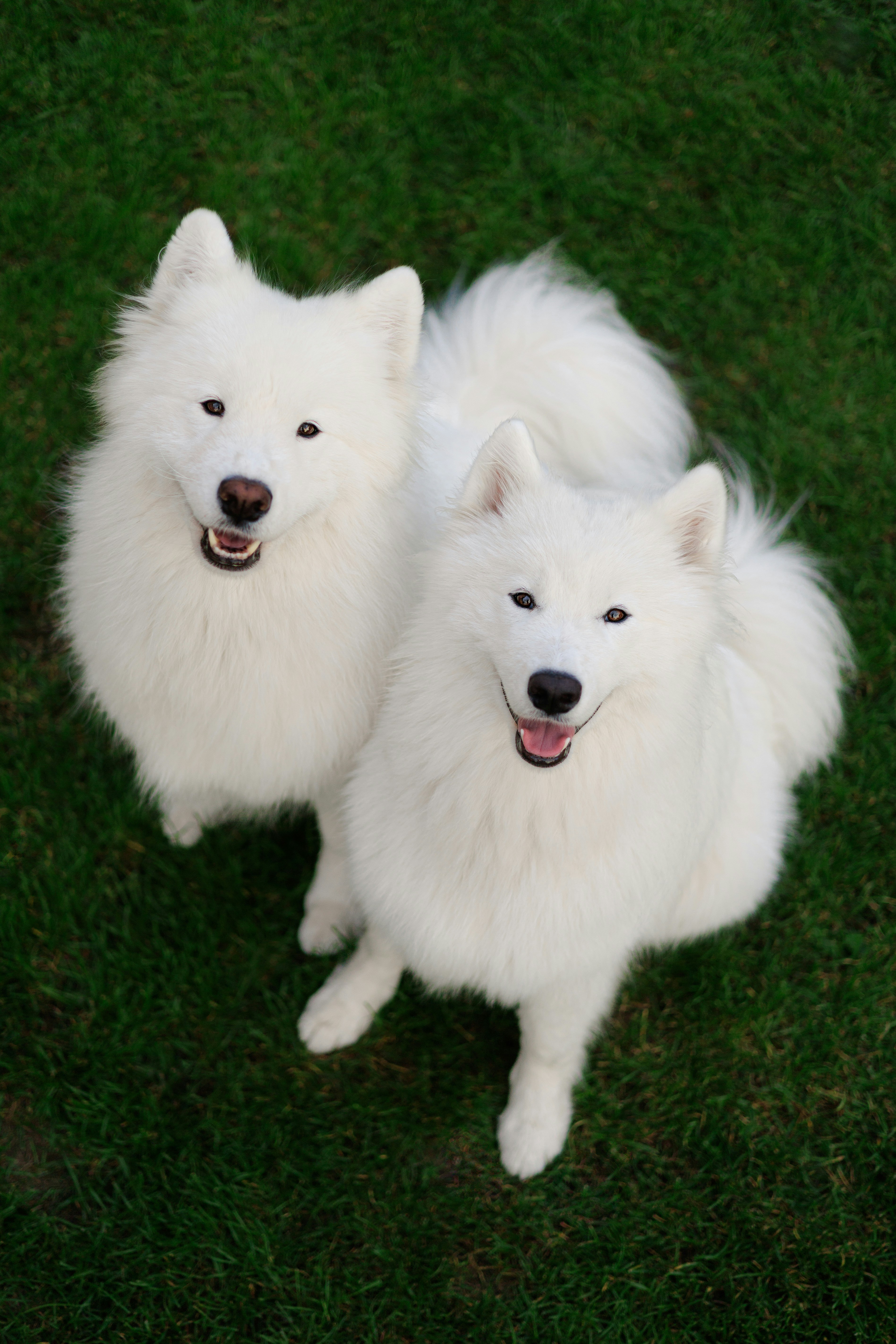 two cute dogs