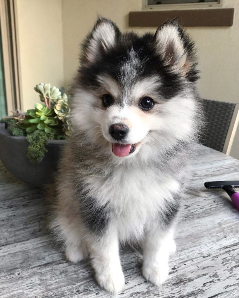 An adorable pomsky