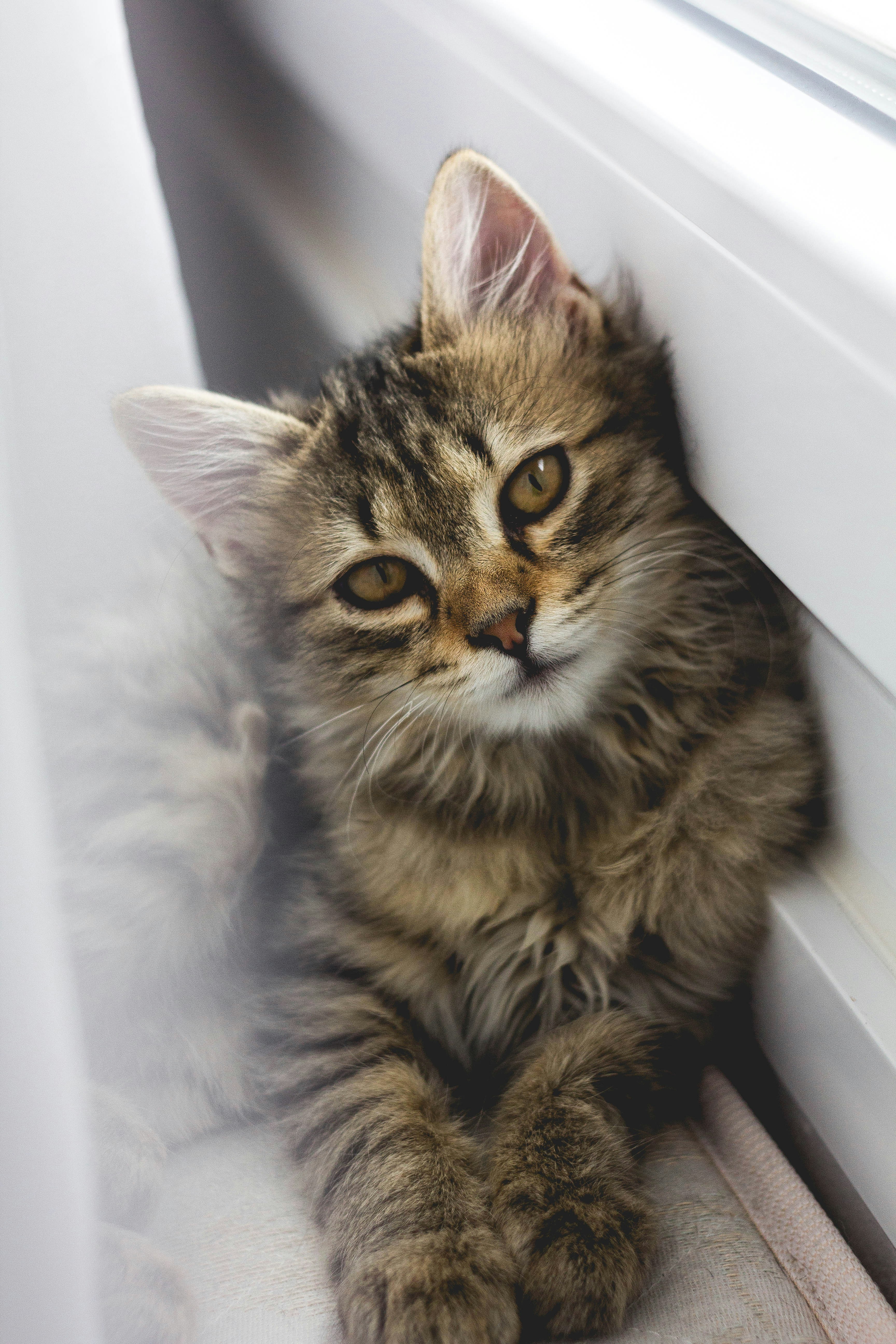 dark brown striped cat with yellow eyes tilting ahead facing the camera