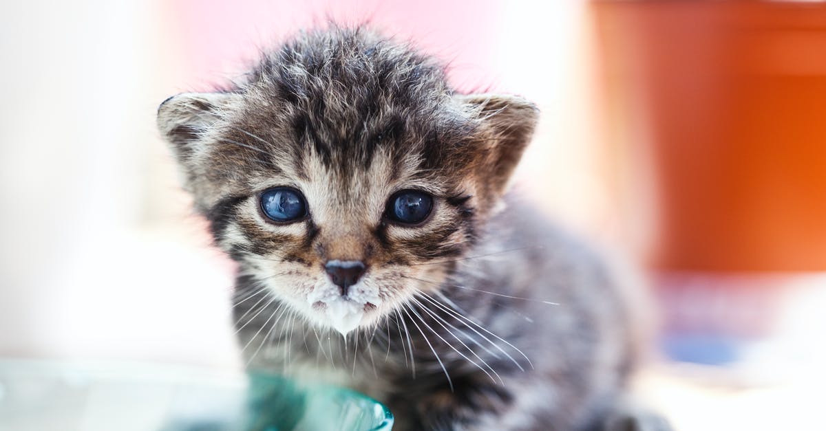 a blue eyed kitten standing over a bowl with a milk beard