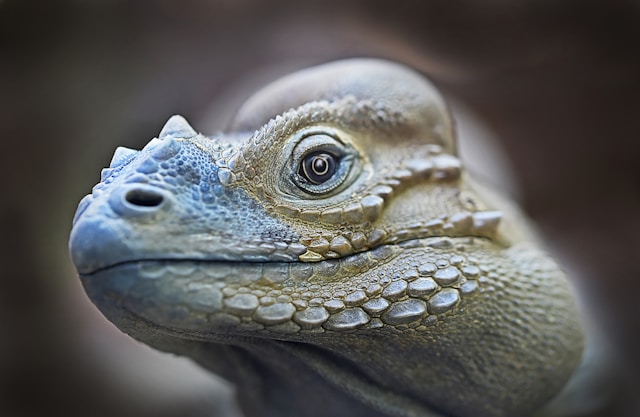 a close up of a tortoise head