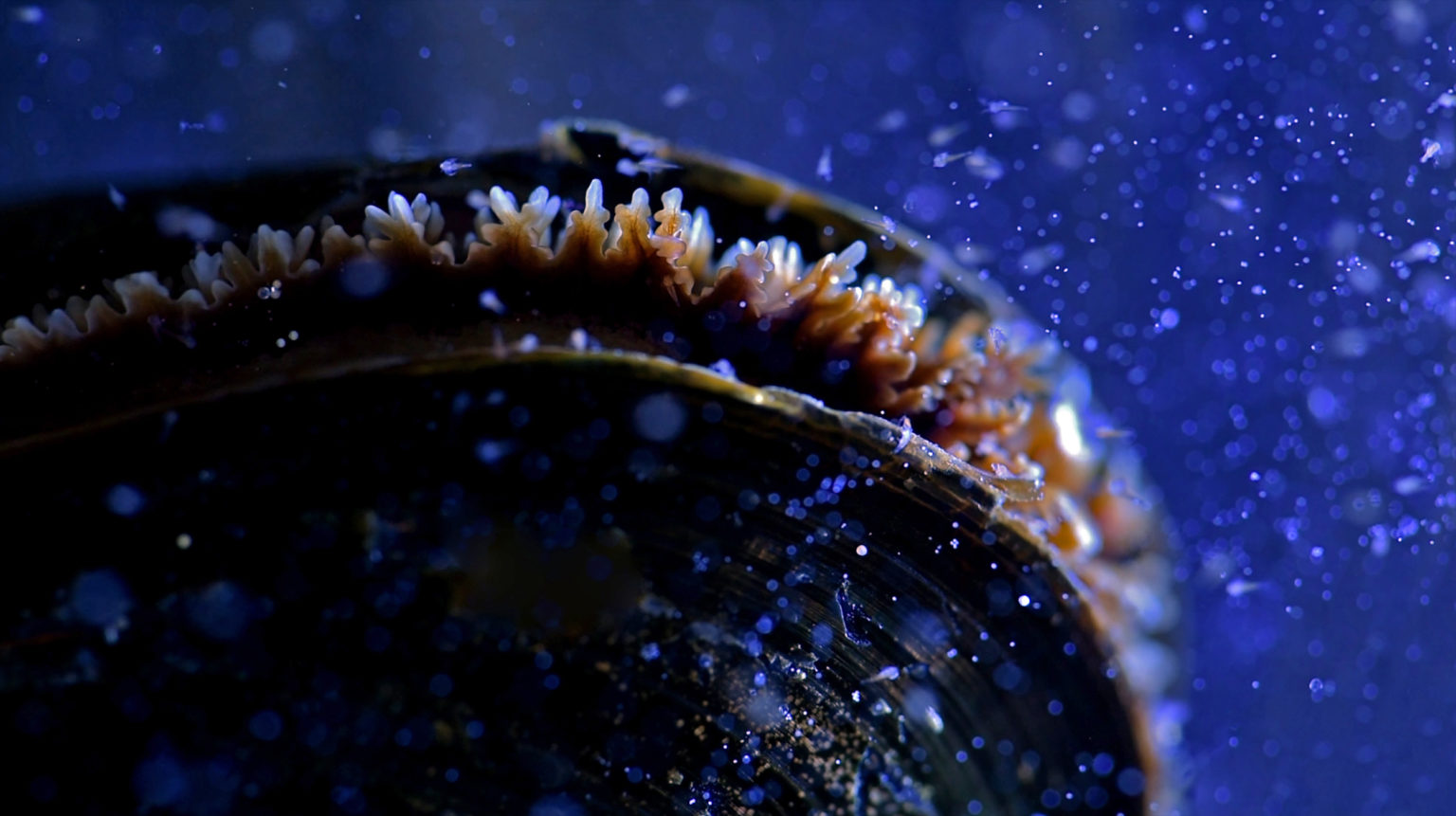 A clam shell in the ocean.