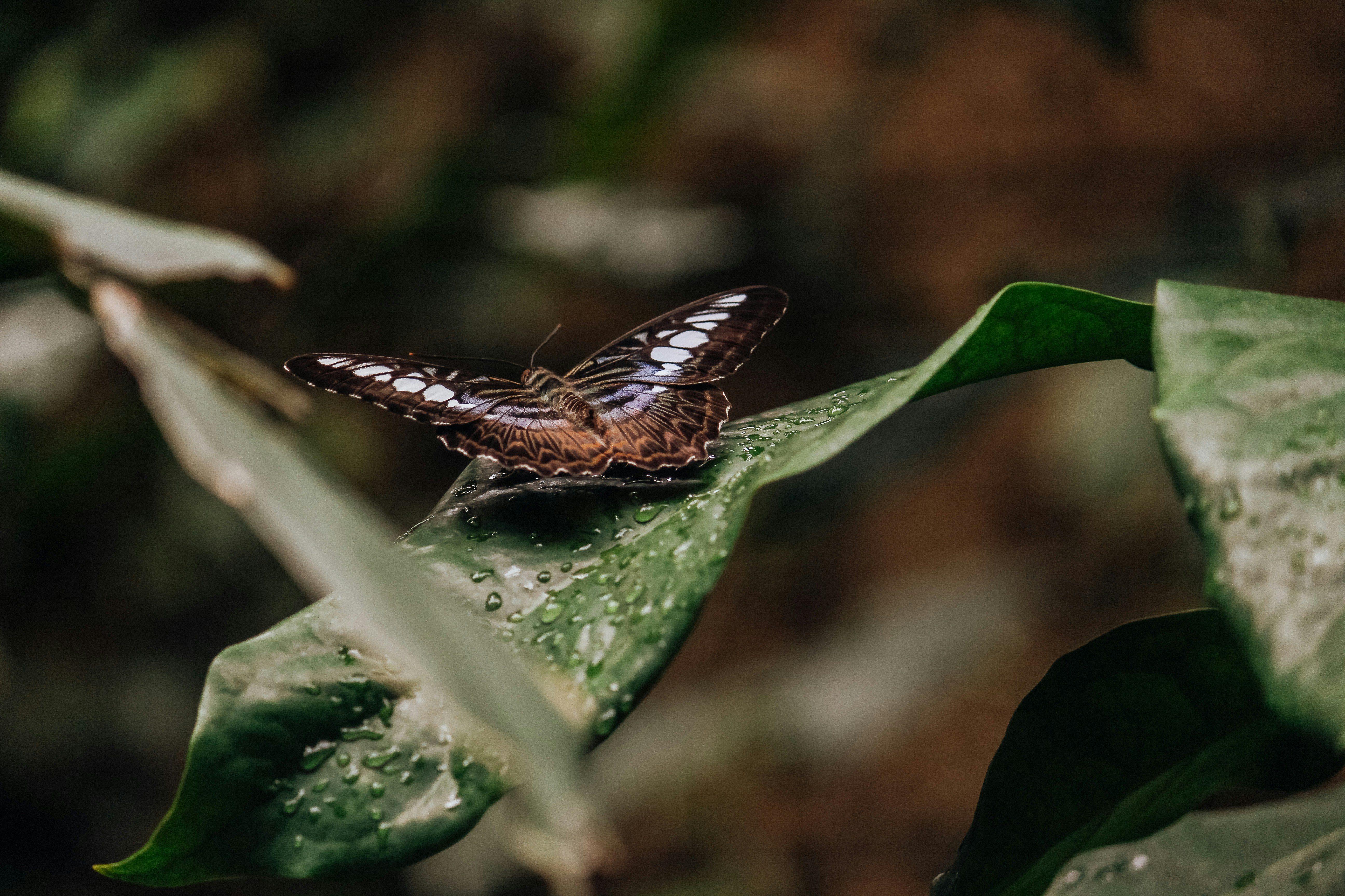 A beautiful butterfly