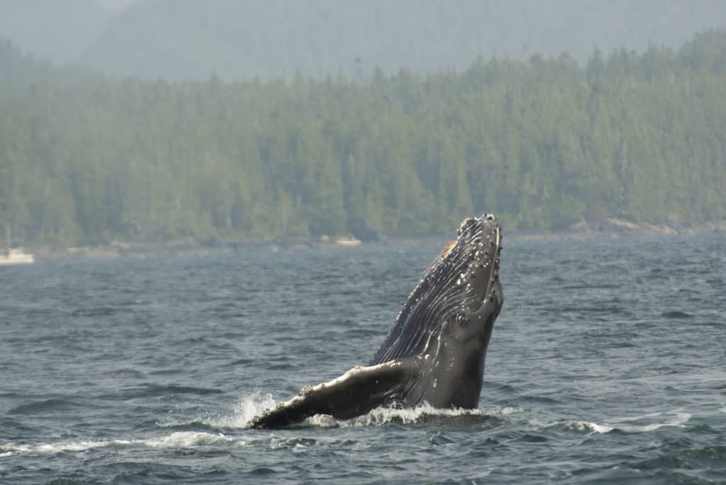 A whale jumping out of the ocean