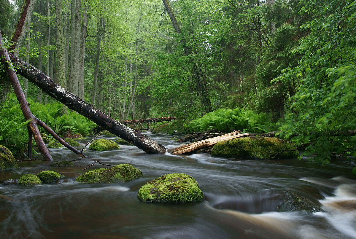 A luscious forest