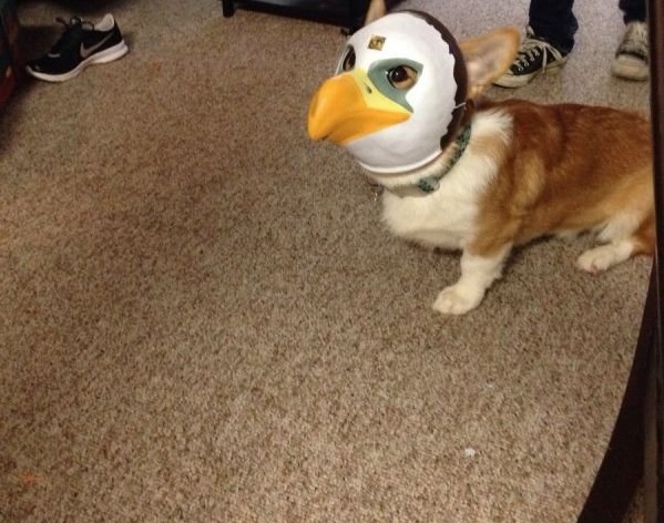 A corgy wearing a bird mask