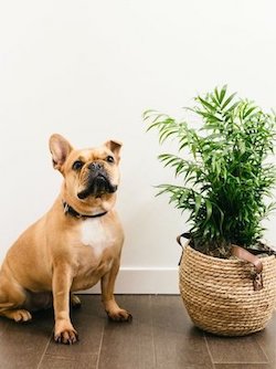Link to product - A pug is sitting beside a plant.
