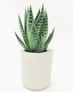 cactus plant product image thumbnail