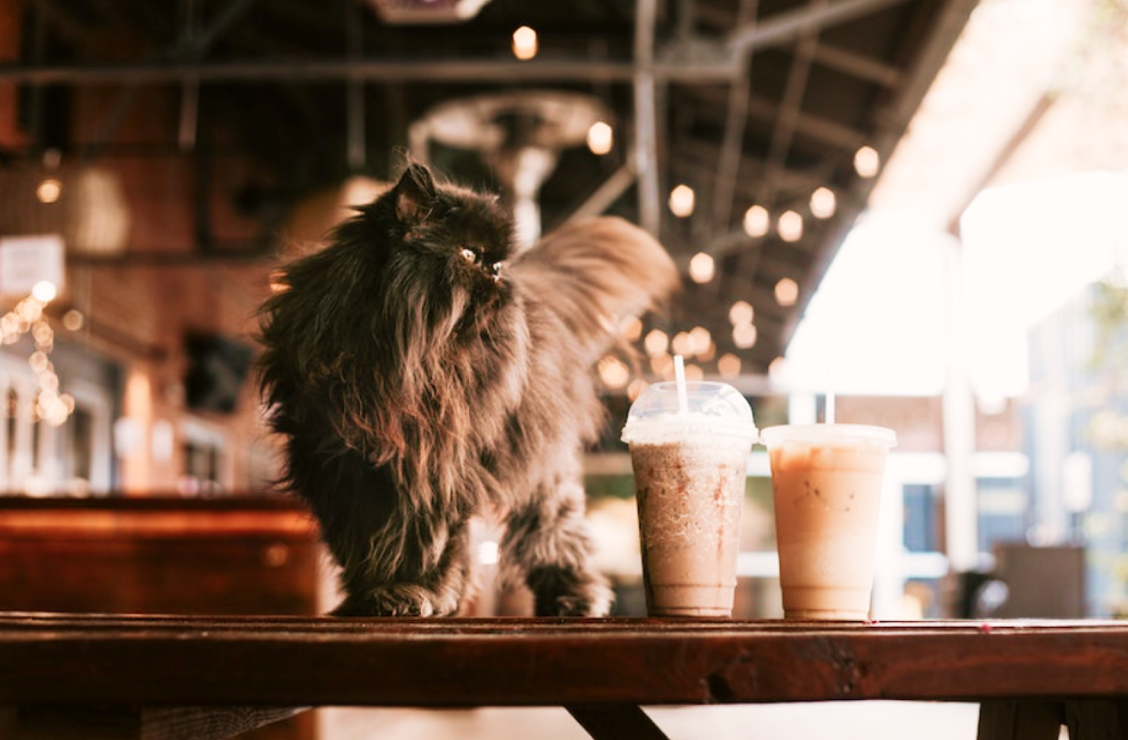 Black cat with coffee