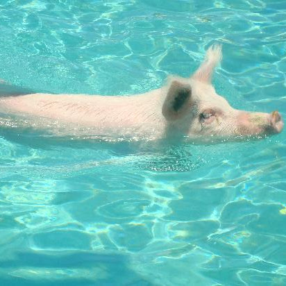 a photo showing a pig swimming