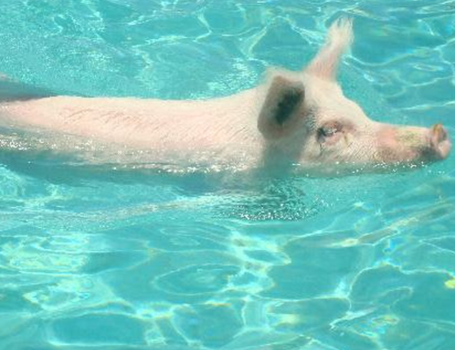 gallary post 2, cover image showing a pig swimming