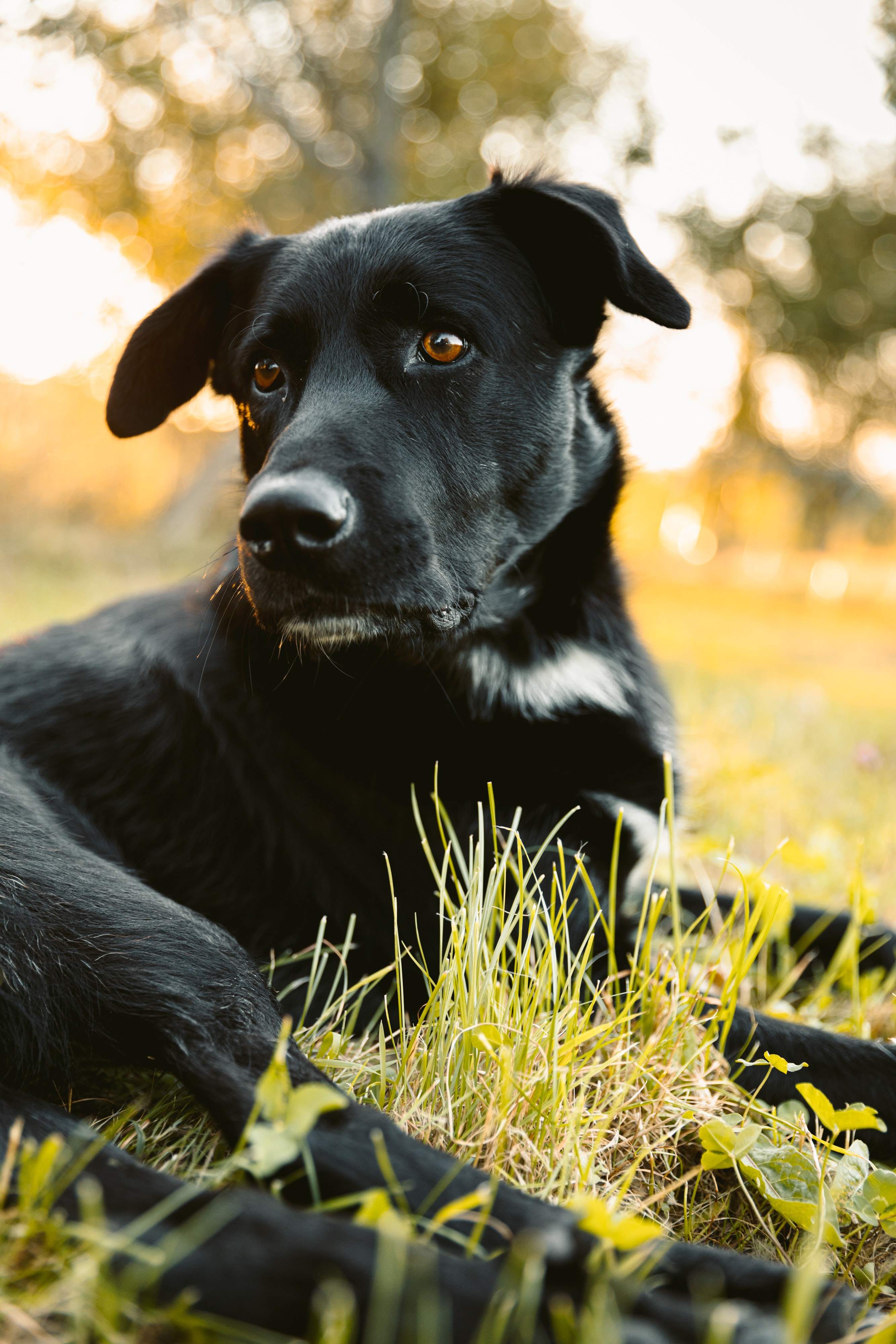 A black dog laying in the grass