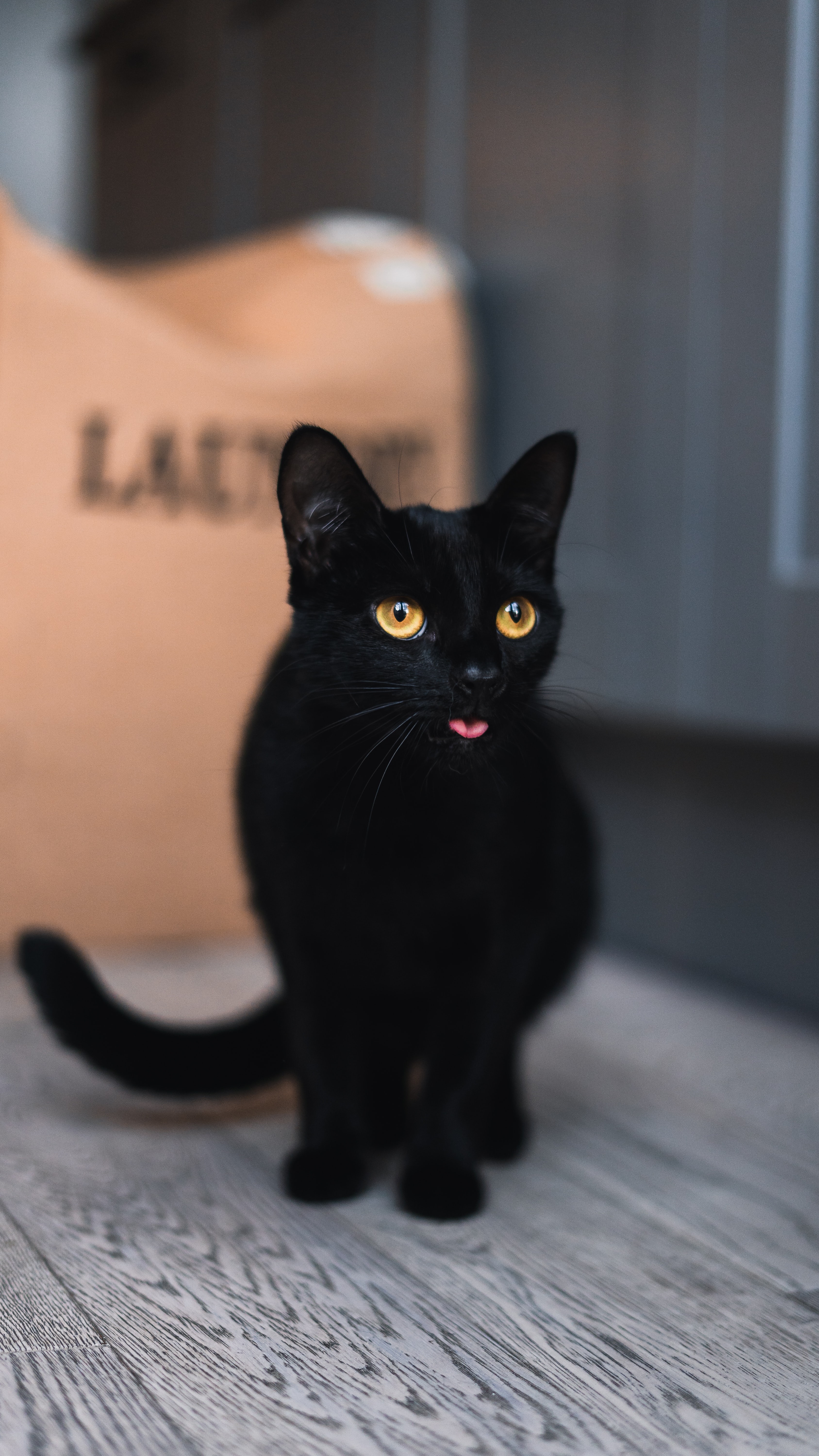 A black cat with his tongue out