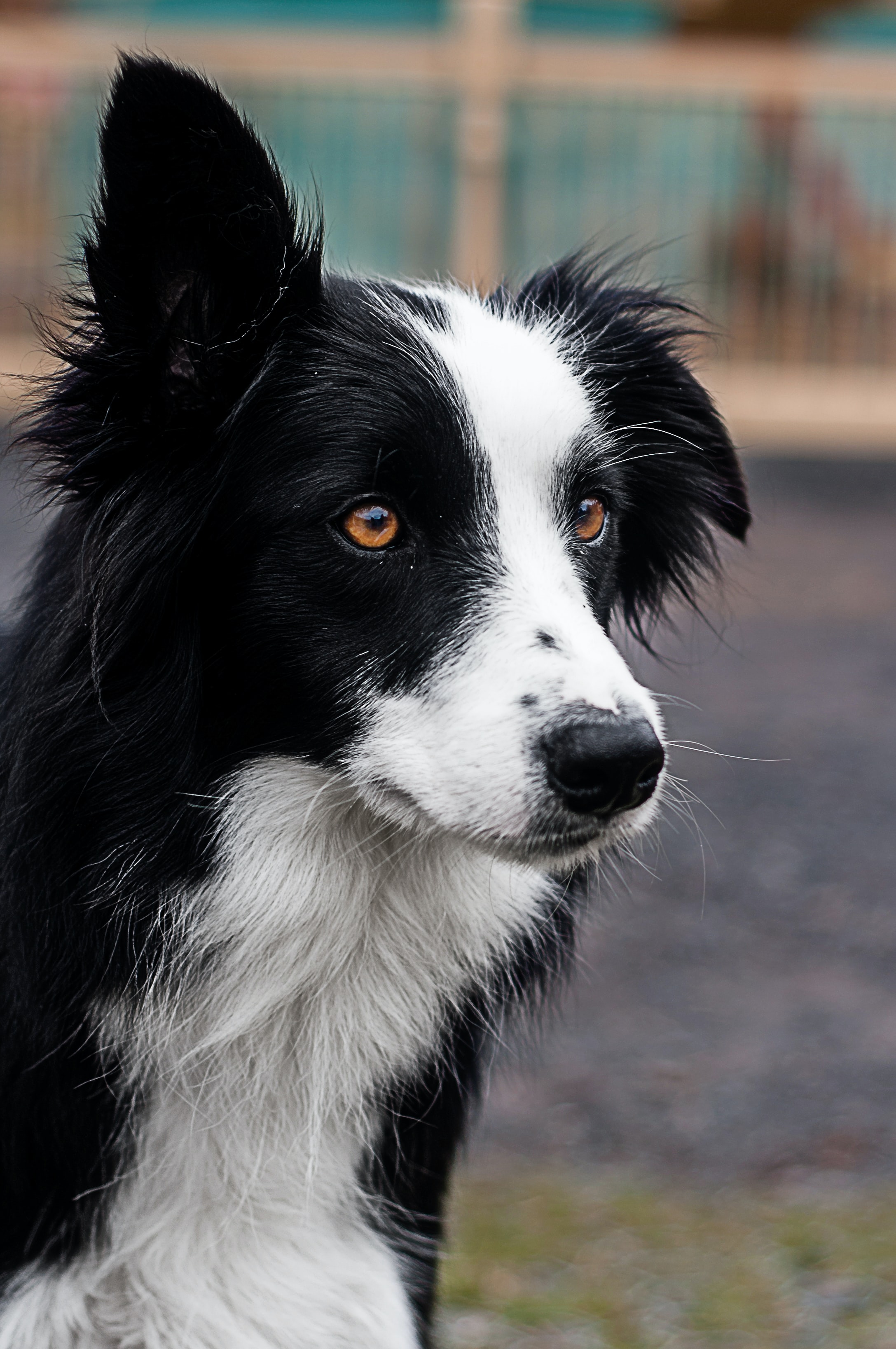 Closeup of black and white dog