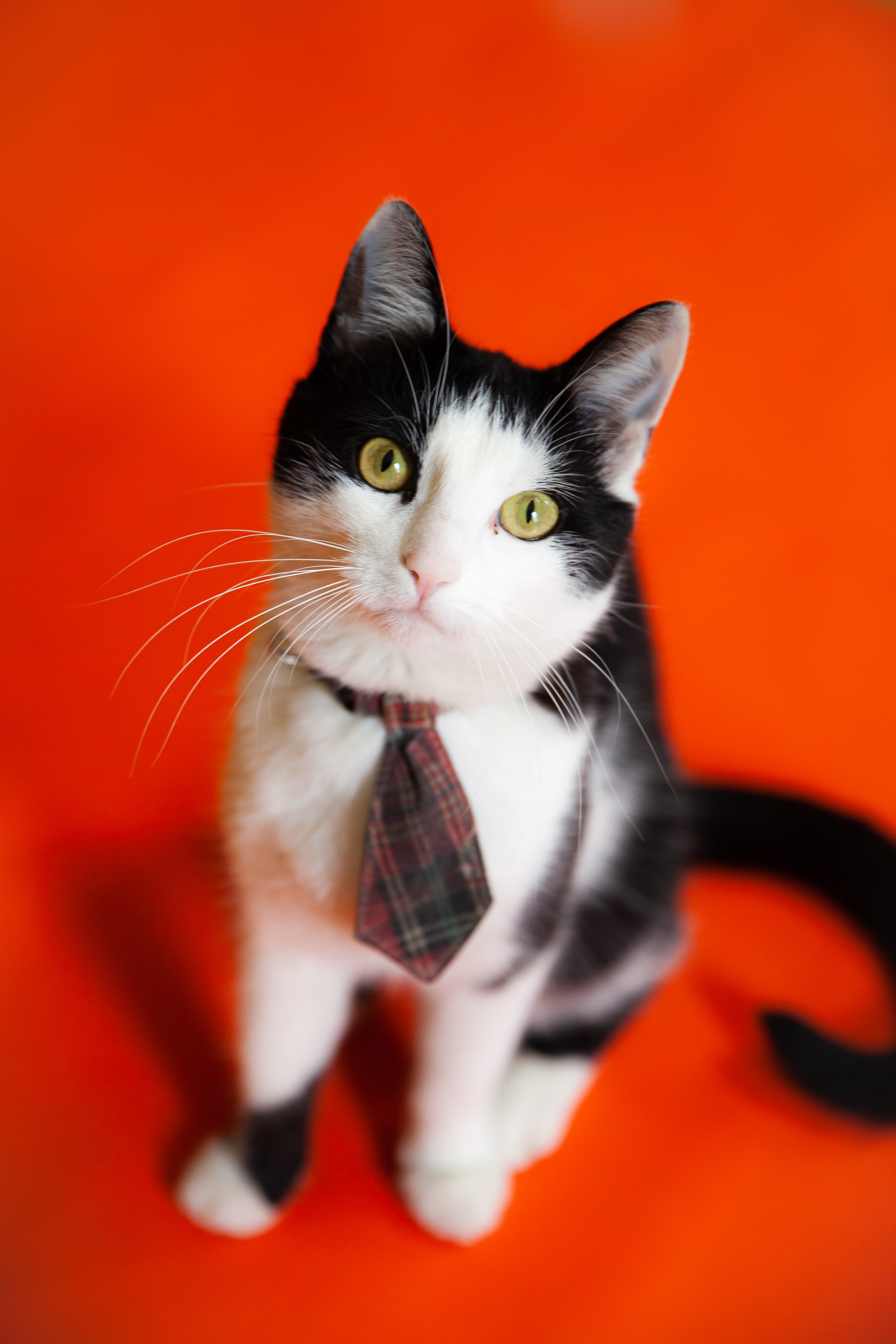 A cat wearing a tie