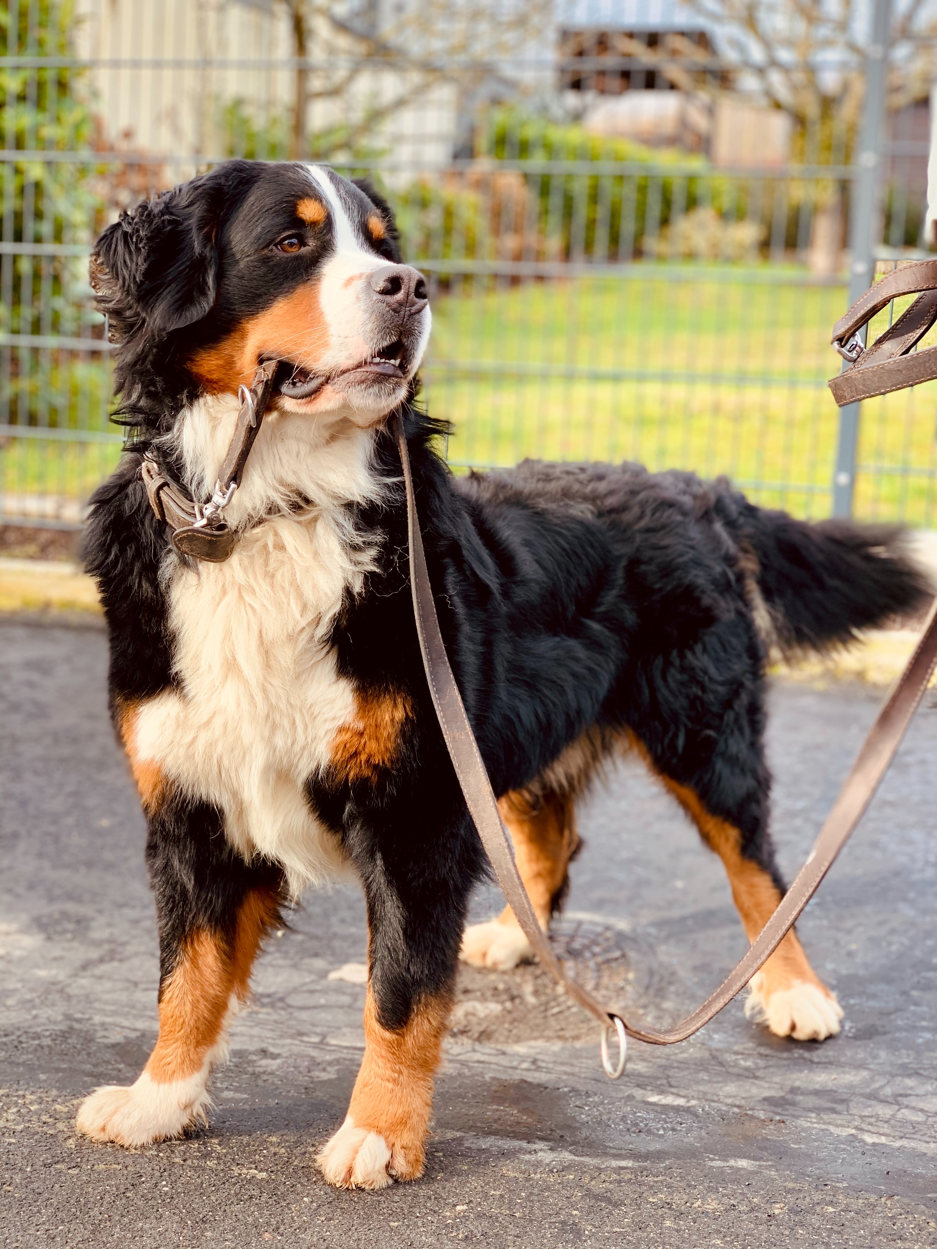 Big dog holding his leash