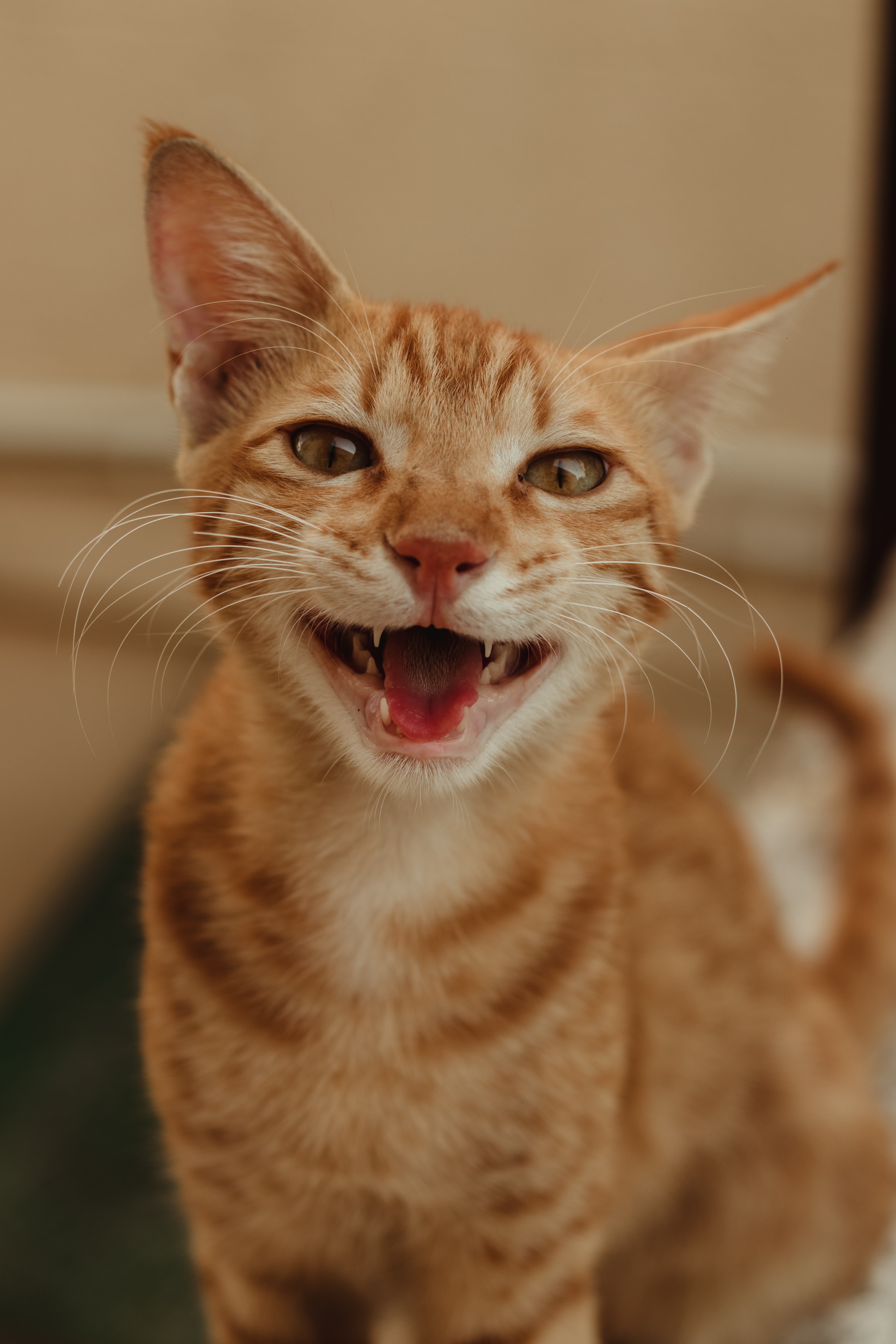 An orange cat smiling