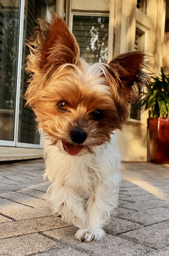 A yorkshire terrier dog