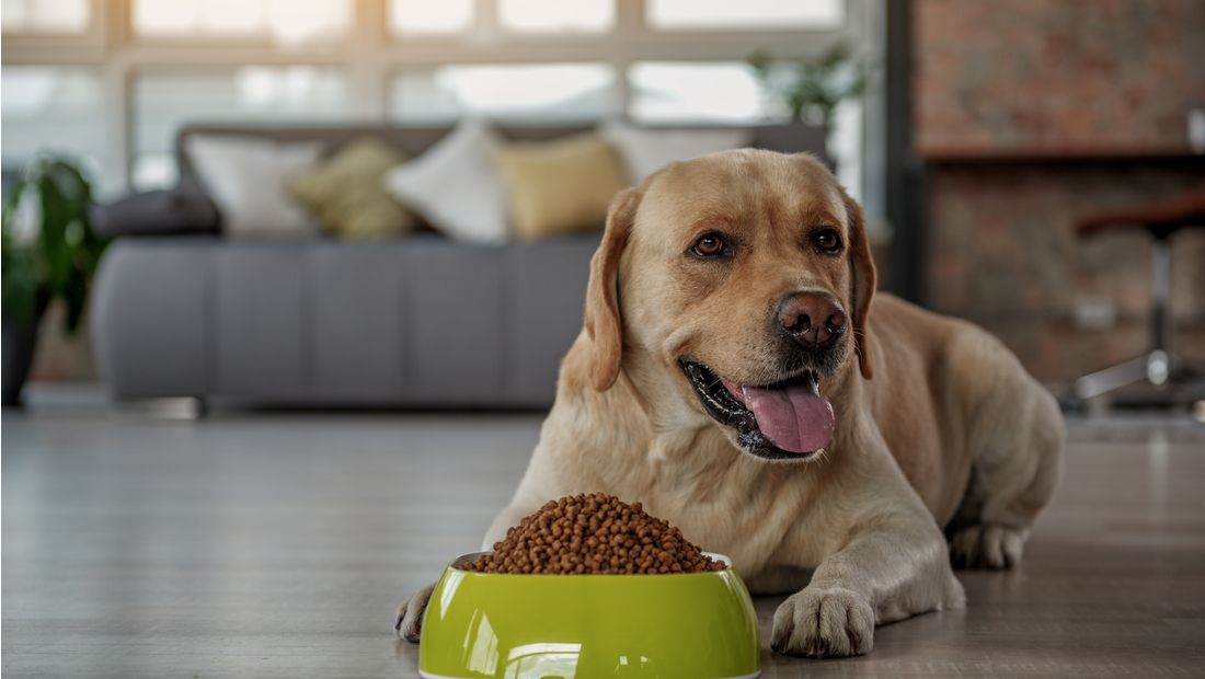 A dog is lying down in front of a green bowl.