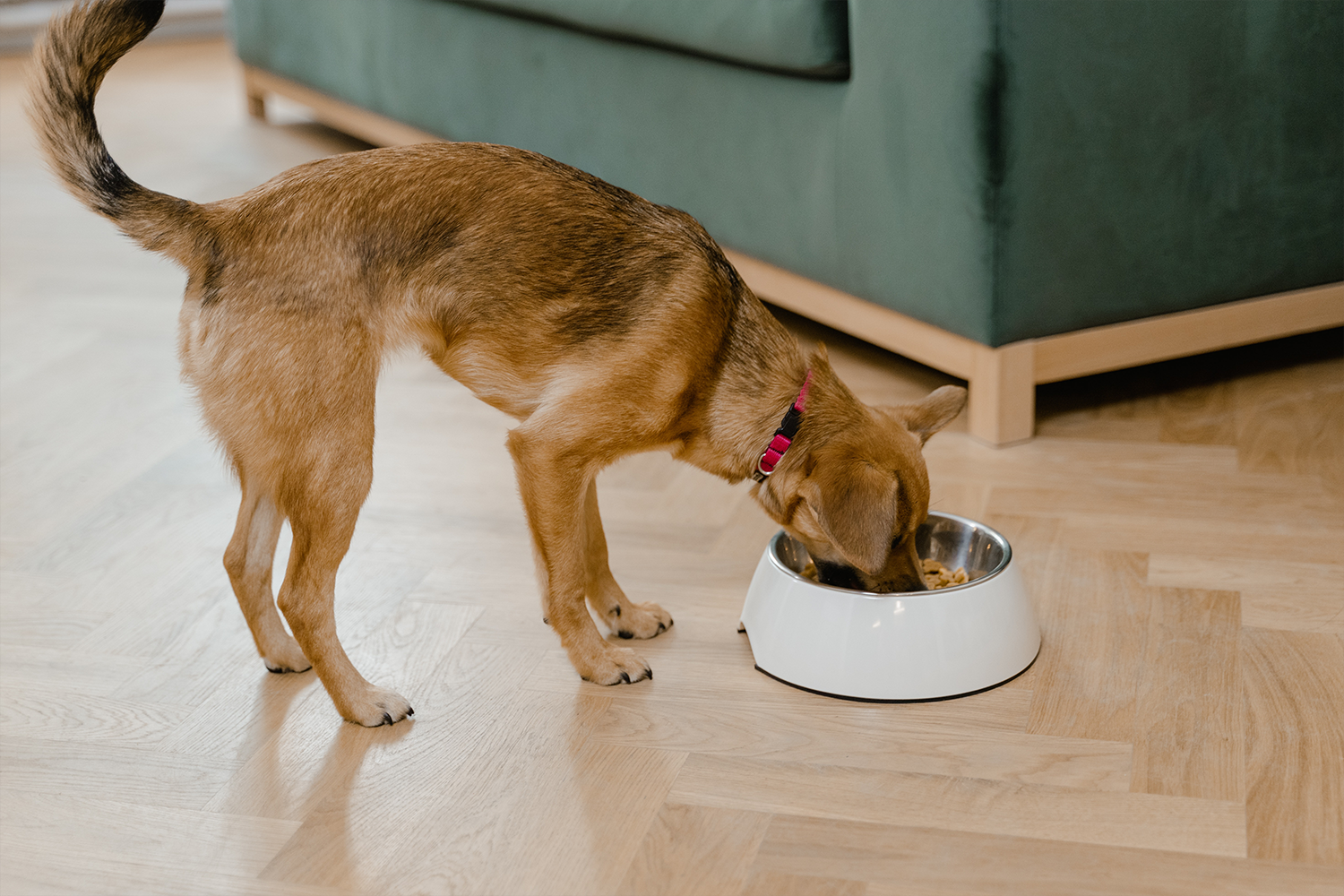 A dog is eating out of a white bowl.