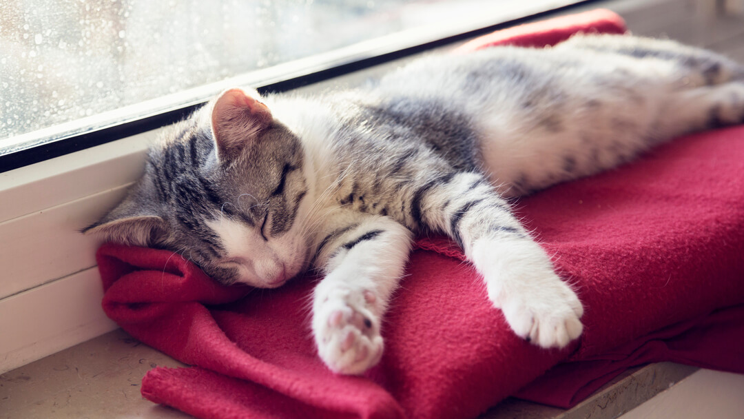 Cat sleeping by window