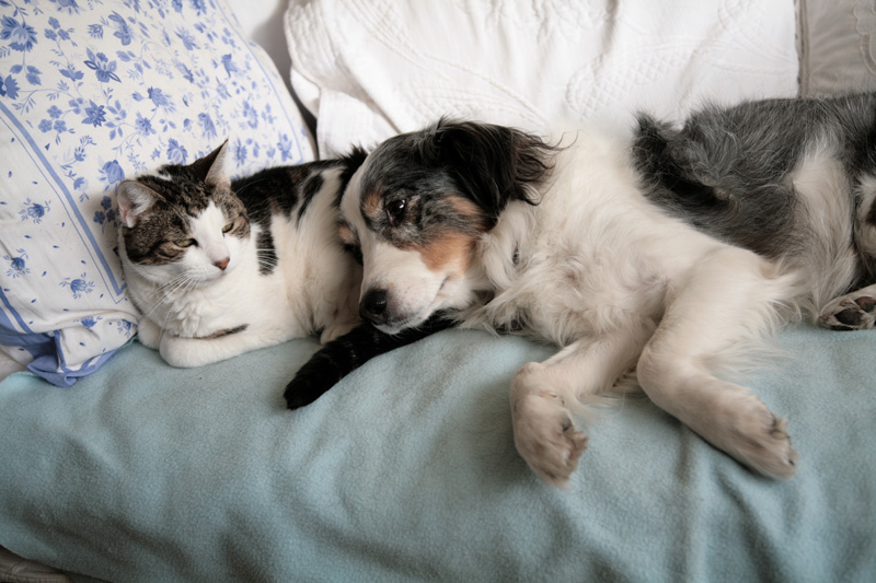 Dog and cat sleeping