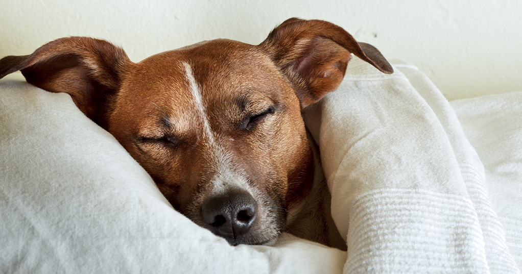 Dog sleeping under a blanket