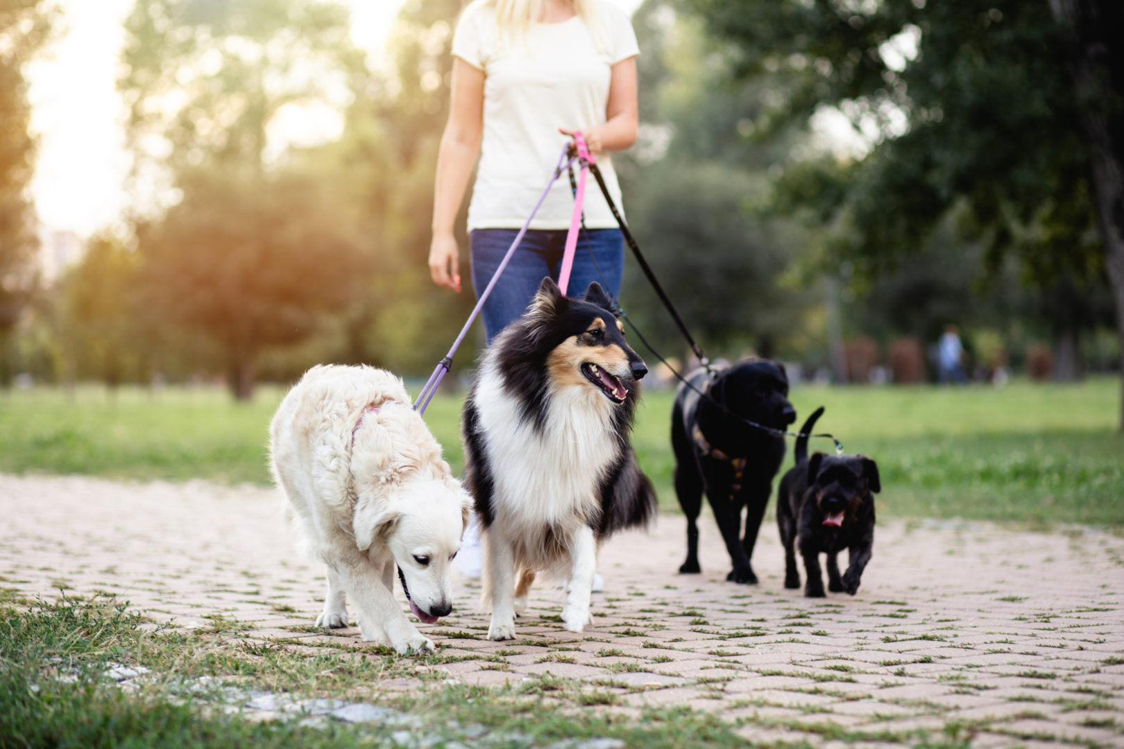 Four dogs on a walk in the park with a woman