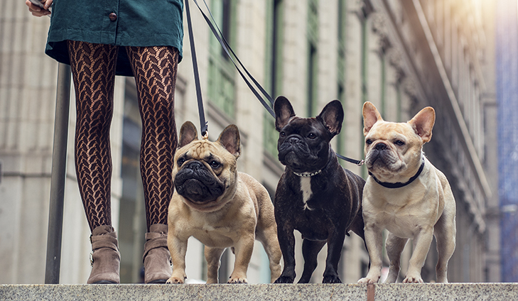 Three French bulldogs on a walk with a woman